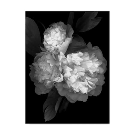 Susan S. Barmon 'Peony 3 Black And White' Canvas Art,24x32